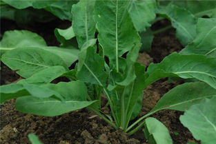 板蓝根治感冒吗：板蓝根治感冒吗？专家解答，真相在这里！