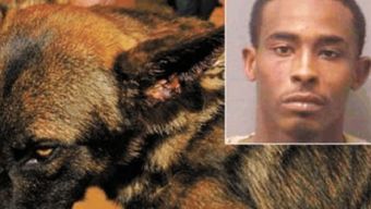 男人梦见狗咬自己是什么征兆:科学解析与神秘学视角,男人梦见狗咬自己背后的隐喻 男人梦见狗咬自己是什么征兆:科学解析与神秘学视角,男人梦见狗咬自己背后的隐喻