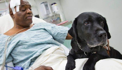 男人梦见狗咬自己是什么征兆:科学解析与神秘学视角,男人梦见狗咬自己背后的隐喻 男人梦见狗咬自己是什么征兆:科学解析与神秘学视角,男人梦见狗咬自己背后的隐喻