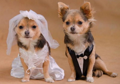 82年狗的今年必离婚:41岁属狗人2023年婚姻预警,三重危机与破局之道 82年狗的今年必离婚:41岁属狗人2023年婚姻预警,三重危机与破局之道