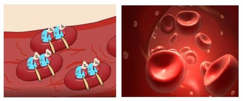 红细胞压积偏低：红细胞压积偏低，原因、影响与改善策略