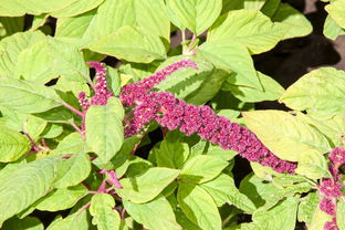 复方丹参滴丸能长期吃吗:复方丹参滴丸能长期吃吗?权威解答来了! 复方丹参滴丸能长期吃吗:复方丹参滴丸能长期吃吗?权威解答来了!