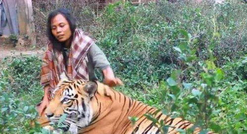 已婚女人梦见老虎追自己:梦里老虎追我,已婚女性的内心风暴 已婚女人梦见老虎追自己:梦里老虎追我,已婚女性的内心风暴
