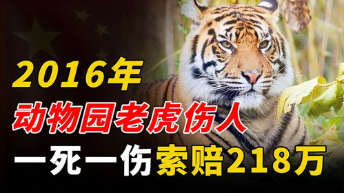 已婚女人梦见老虎追自己:梦里老虎追我,已婚女性的内心风暴 已婚女人梦见老虎追自己:梦里老虎追我,已婚女性的内心风暴