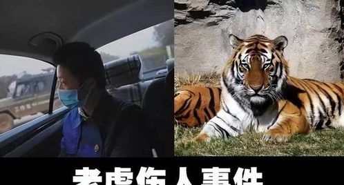 已婚女人梦见老虎追自己:梦里老虎追我,已婚女性的内心风暴 已婚女人梦见老虎追自己:梦里老虎追我,已婚女性的内心风暴