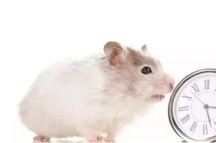 梦见好多小老鼠崽子：啮噬的意象，梦见好多小老鼠崽子