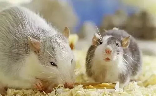 梦见好多小老鼠崽子：啮噬的意象，梦见好多小老鼠崽子