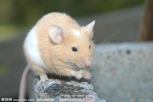 梦见好多小老鼠崽子：啮噬的意象，梦见好多小老鼠崽子