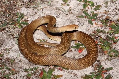 季德胜蛇药片能治什么蛇:季德胜蛇药片,解密毒蛇咬伤的克星,它能治什么蛇? 季德胜蛇药片能治什么蛇:季德胜蛇药片,解密毒蛇咬伤的克星,它能治什么蛇?