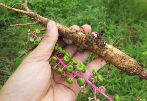 商陆:商陆,被遗忘的植物宝库 商陆:商陆,被遗忘的植物宝库