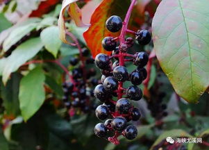 商陆:商陆,被遗忘的植物宝库 商陆:商陆,被遗忘的植物宝库