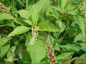 商陆:商陆,被遗忘的植物宝库 商陆:商陆,被遗忘的植物宝库