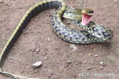 女人梦见各种颜色的蛇:女性梦境中的色彩密码,解析蛇类意象的心理学与民俗隐喻 女人梦见各种颜色的蛇:女性梦境中的色彩密码,解析蛇类意象的心理学与民俗隐喻