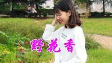 野花香（野花香歌词）