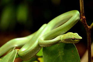 怀孕的人梦到蛇是什么意思:怀孕的人梦到蛇是什么意思?传统文化与现代心理的双重解读 怀孕的人梦到蛇是什么意思:怀孕的人梦到蛇是什么意思?传统文化与现代心理的双重解读