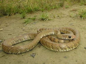 怀孕的人梦到蛇是什么意思:怀孕的人梦到蛇是什么意思?传统文化与现代心理的双重解读 怀孕的人梦到蛇是什么意思:怀孕的人梦到蛇是什么意思?传统文化与现代心理的双重解读