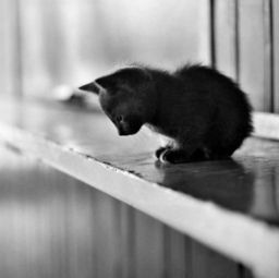 女人梦见猫预示着什么：女性梦见猫的深层寓意，传统文化与心理学的双重启示