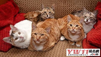 女人梦见猫预示着什么：女性梦见猫的深层寓意，传统文化与心理学的双重启示