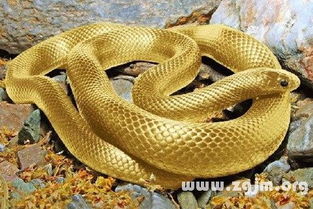 梦见蛇进家里:梦里蛇闯入家门,这些隐喻你读懂了吗? 梦见蛇进家里:梦里蛇闯入家门,这些隐喻你读懂了吗?