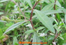 雷公藤副作用:雷公藤的副作用与安全使用指南 雷公藤副作用:雷公藤的副作用与安全使用指南