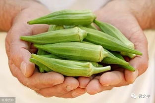 吃秋葵的十大禁忌:吃秋葵的十大禁忌,全面解析,健康饮食需谨慎 吃秋葵的十大禁忌:吃秋葵的十大禁忌,全面解析,健康饮食需谨慎