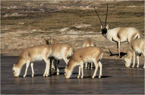 79年属羊的一生三大劫难:79年属羊人一生三大劫难解析,破局关键在未字诀 79年属羊的一生三大劫难:79年属羊人一生三大劫难解析,破局关键在未字诀
