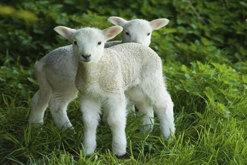 79年属羊的一生三大劫难:79年属羊人一生三大劫难解析,破局关键在未字诀 79年属羊的一生三大劫难:79年属羊人一生三大劫难解析,破局关键在未字诀