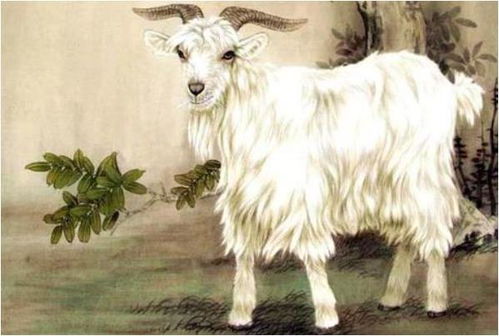 79年属羊的一生三大劫难:79年属羊人一生三大劫难解析,破局关键在未字诀 79年属羊的一生三大劫难:79年属羊人一生三大劫难解析,破局关键在未字诀