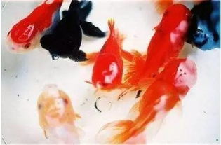 梦见抓到鱼是什么预兆 女性：梦见抓到鱼，女性的梦境预兆与心理启示