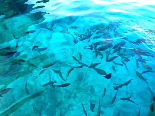 梦见抓到鱼是什么预兆 女性：梦见抓到鱼，女性的梦境预兆与心理启示