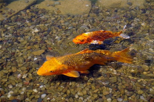 梦见抓到鱼是什么预兆 女性：梦见抓到鱼，女性的梦境预兆与心理启示
