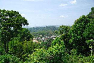 千佛山有姻缘树吗：千佛山真的有姻缘树吗？传说与现实全解析！