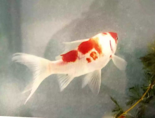 求姻缘养金鱼几条最好呢：金鱼游动，姻缘将至，求姻缘养金鱼几条最好呢？