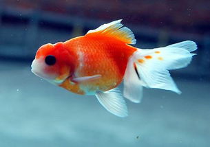 求姻缘养金鱼几条最好呢：金鱼游动，姻缘将至，求姻缘养金鱼几条最好呢？