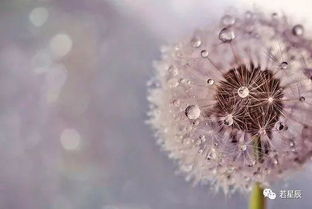 为什么都想睡摩羯女呢:摩羯女的吸引力密码,理性磁场与感性魅力的双重奏 为什么都想睡摩羯女呢:摩羯女的吸引力密码,理性磁场与感性魅力的双重奏