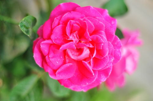 月季花图片(月季花图片高清) 月季花图片(月季花图片高清)