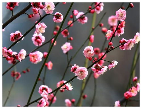 测自己最近的桃花运：测测你的桃花运指数！这3个征兆暗示你即将遇到对的人