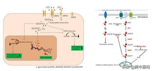 吉西他滨化疗一次费用:吉西他滨化疗一次费用揭秘,影响因素与大致范围 吉西他滨化疗一次费用:吉西他滨化疗一次费用揭秘,影响因素与大致范围
