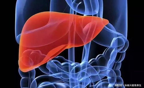 肝不好该怎么调理:肝不好该怎么调理?这些方法帮你守护肝脏健康! 肝不好该怎么调理:肝不好该怎么调理?这些方法帮你守护肝脏健康!