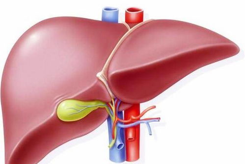 肝不好该怎么调理:肝不好该怎么调理?这些方法帮你守护肝脏健康! 肝不好该怎么调理:肝不好该怎么调理?这些方法帮你守护肝脏健康!