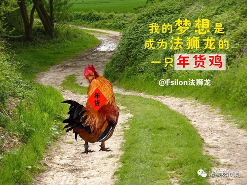 梦见鸡下蛋我去捡蛋:梦里捡蛋记 梦见鸡下蛋我去捡蛋:梦里捡蛋记