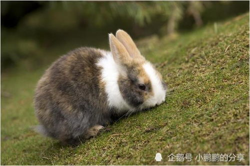 87年兔有几次姻缘呢：揭秘，1987年属兔之人的情感命格与姻缘走向