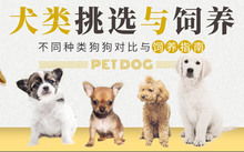 94年属什么的生肖配对:94年出生属狗人最佳生肖配对指南,解析狗年出生者的理想爱情与婚姻选择 94年属什么的生肖配对:94年出生属狗人最佳生肖配对指南,解析狗年出生者的理想爱情与婚姻选择