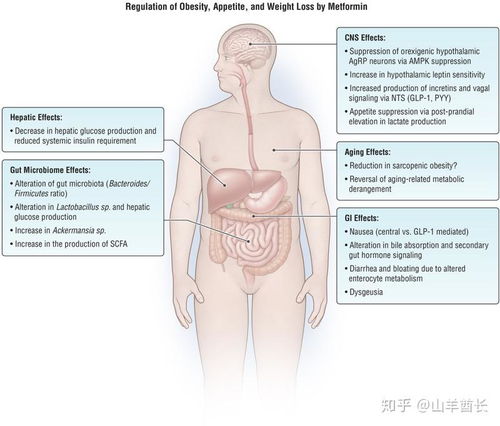 正常人二甲双胍减肥服用方法:二甲双胍减肥,科学瘦身还是盲目跟风?正常人服用方法与注意事项 正常人二甲双胍减肥服用方法:二甲双胍减肥,科学瘦身还是盲目跟风?正常人服用方法与注意事项