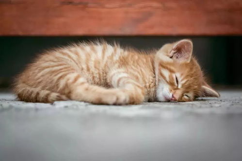 梦到把猫杀了什么预兆:梦到把猫杀了,是什么预兆? 梦到把猫杀了什么预兆:梦到把猫杀了,是什么预兆?