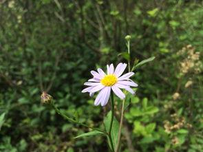 韩国野花(韩国野花种类介绍) 韩国野花(韩国野花种类介绍)