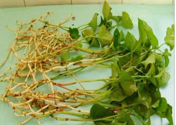 鱼腥草的作用和功能主治:鱼腥草,传统中医宝库中的清热解毒良药 鱼腥草的作用和功能主治:鱼腥草,传统中医宝库中的清热解毒良药