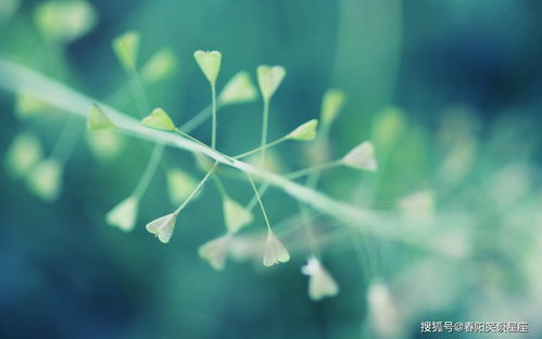 双鱼座的女人的优点和缺点:温柔与挑战并存的双鱼座女性,解读她的情感世界与成长密码 双鱼座的女人的优点和缺点:温柔与挑战并存的双鱼座女性,解读她的情感世界与成长密码