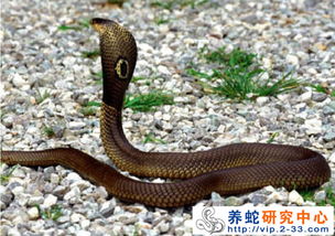 男人梦见蛇缠自己身上:解密梦境,男人梦见蛇缠身背后的隐喻与启示 男人梦见蛇缠自己身上:解密梦境,男人梦见蛇缠身背后的隐喻与启示