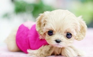 2025年兔与狗结婚吉日:2025年兔与狗结婚吉日,传统生肖婚配与吉日挑选指南 2025年兔与狗结婚吉日:2025年兔与狗结婚吉日,传统生肖婚配与吉日挑选指南